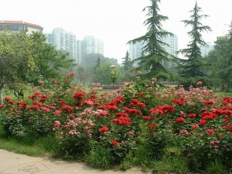 北京交通大学