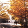北京林业大学校园照片_1900