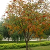 沈阳师范大学校园照片_10083