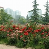 北京交通大学校园照片_455