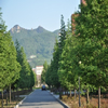 山东科技大学校园照片_27205