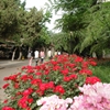 山东大学校园照片_27090
