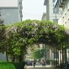陕西国际商贸学院校园照片_93094